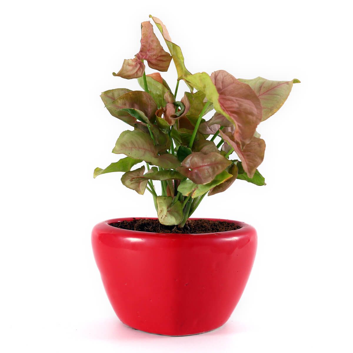 Blushing Pink Syngonium Plant in Red Decorative Planter